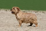 NORFOLK TERRIER 016